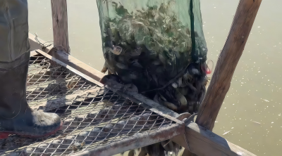 Juungar Banner: Building a "Reserve of Seed Crabs" on Saline-Alkali Flats